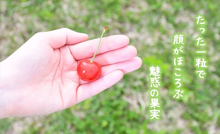 さくらんぼ（紅秀峰） | チェリーランドさがえ ONLINE SHOP